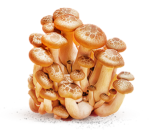 杨守荣麻辣烫 新鲜食材